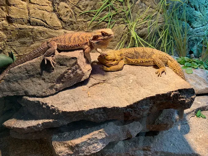 Park Edukacyjny Zoo-Egzotyczne Kaszuby